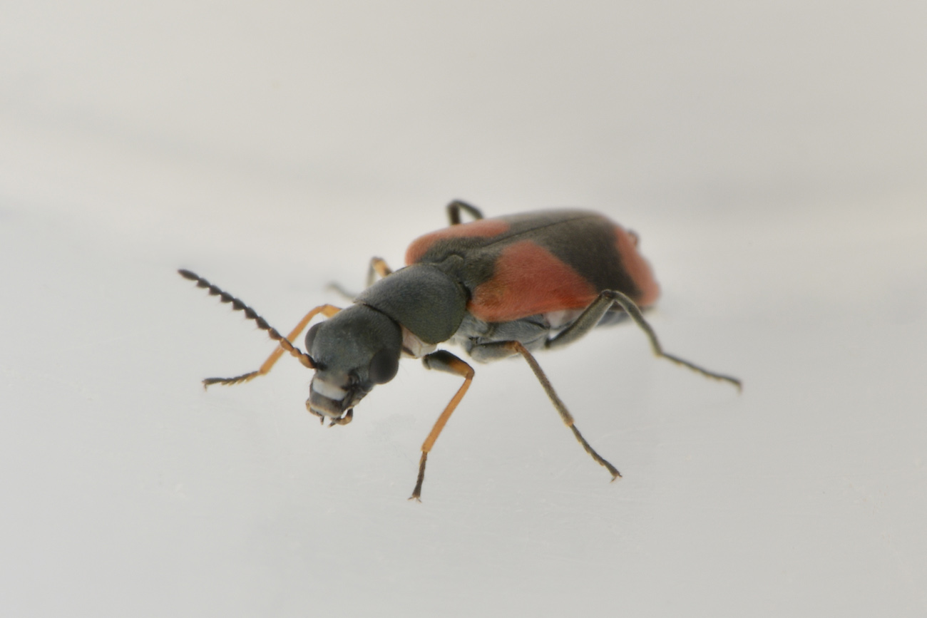 Malachiidae: Anthocomus equestris?  S, maschio